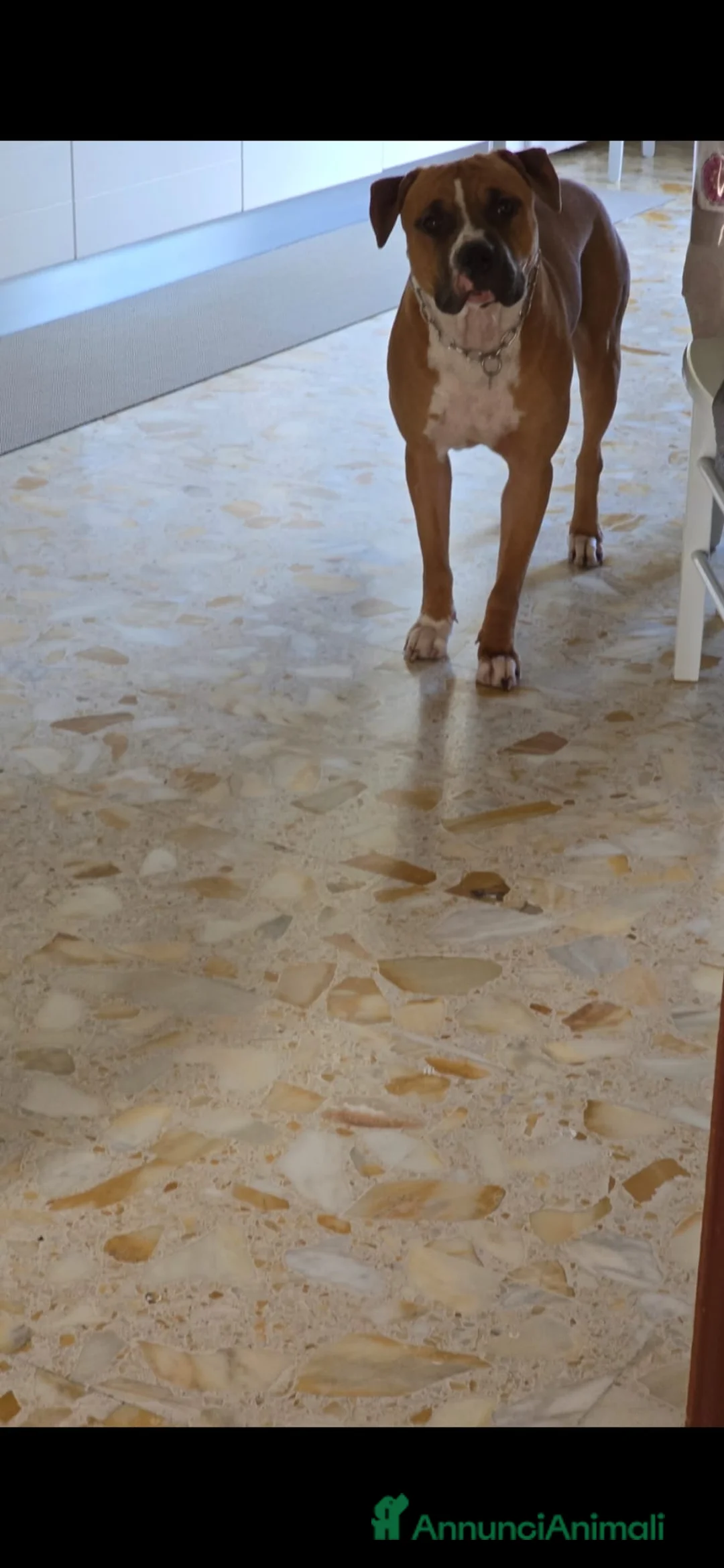 Pitbull cani in regalo: ADOZIONE a Città Metropolitana di Napoli - Annuncio 2