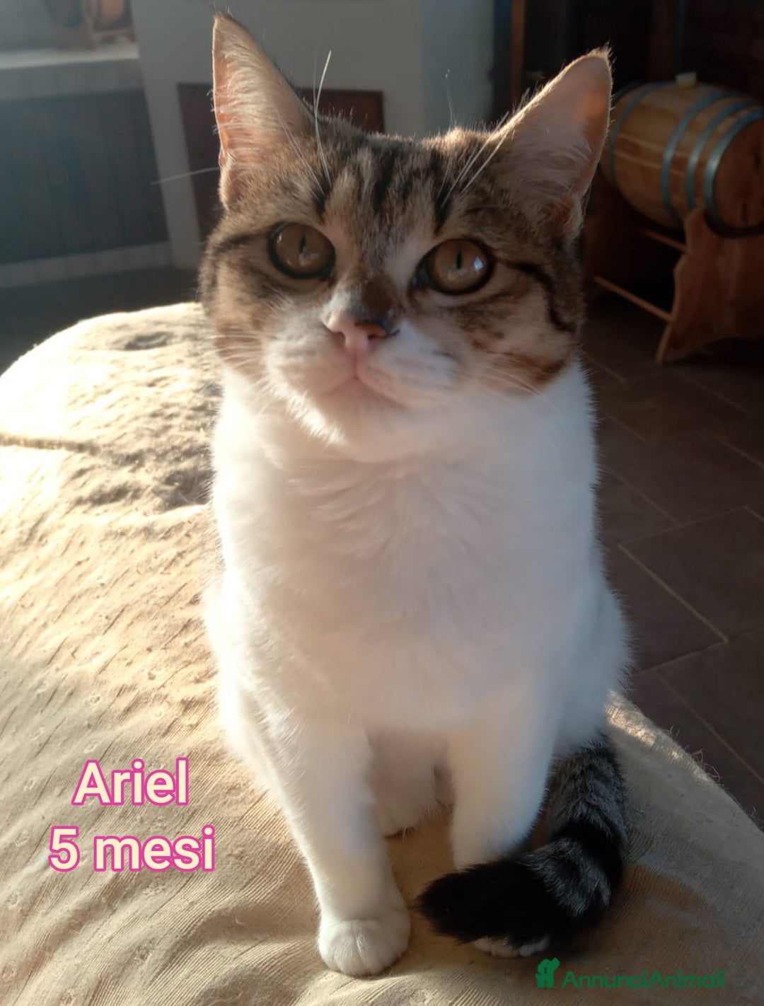 Europeo gatti in regalo: GATTINI ABBANDONATI: EMERGENZA  - Annuncio 4