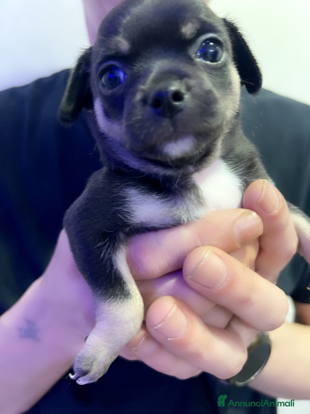 Chihuahua cani in vendita: Chihuahua  - Annuncio 6