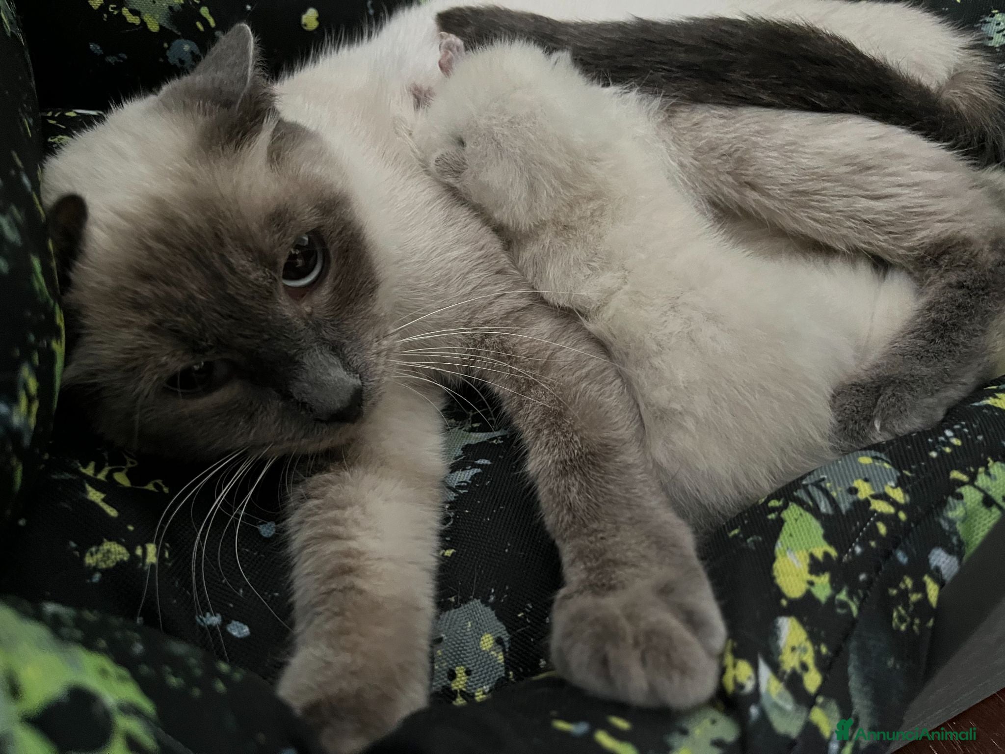 Siamese gatti Siamesini Thai - Annuncio 24