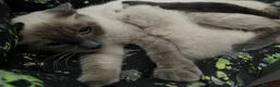 Siamese gatti in vendita: Siamesini Thai - Annuncio 1
