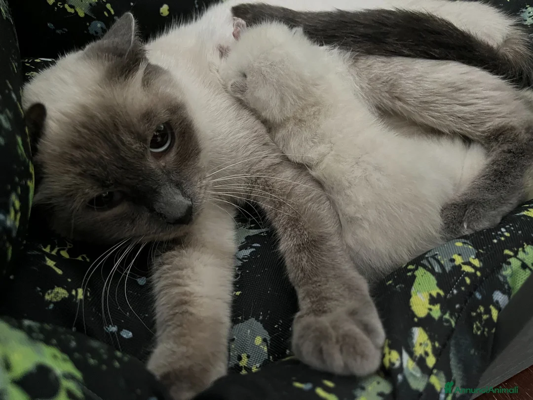 Siamese gatti in vendita: Siamesini Thai - Annuncio 1
