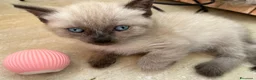 Siamese gatti in vendita: Cuccioli Siamesi thai - Annuncio 2