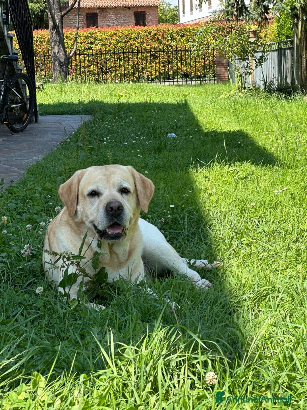 Labrador cani per accoppiamento: Per la monta, stupendo Labrador maschio - Annuncio 4