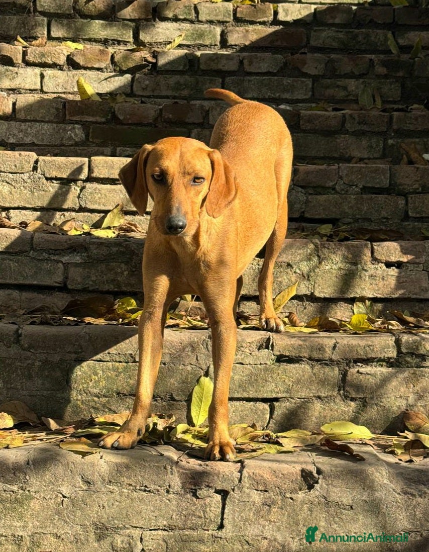 Segugio cani Jack 2 anni Taglia media piccola  - Annuncio 1
