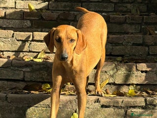 Segugio cani Jack 2 anni Taglia media piccola - Annuncio 1