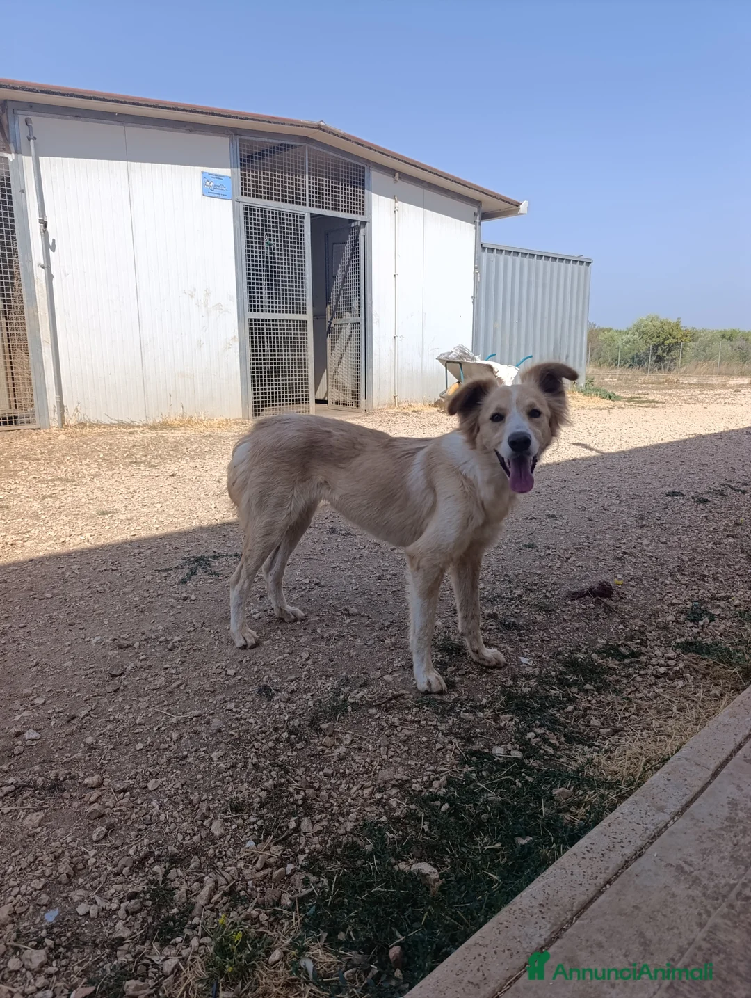 Meticcio cani in regalo: Chantal - Annuncio 4