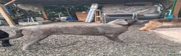 Cane Corso cani in regalo: Cedo cane corso maschio con pedigree - Annuncio 3