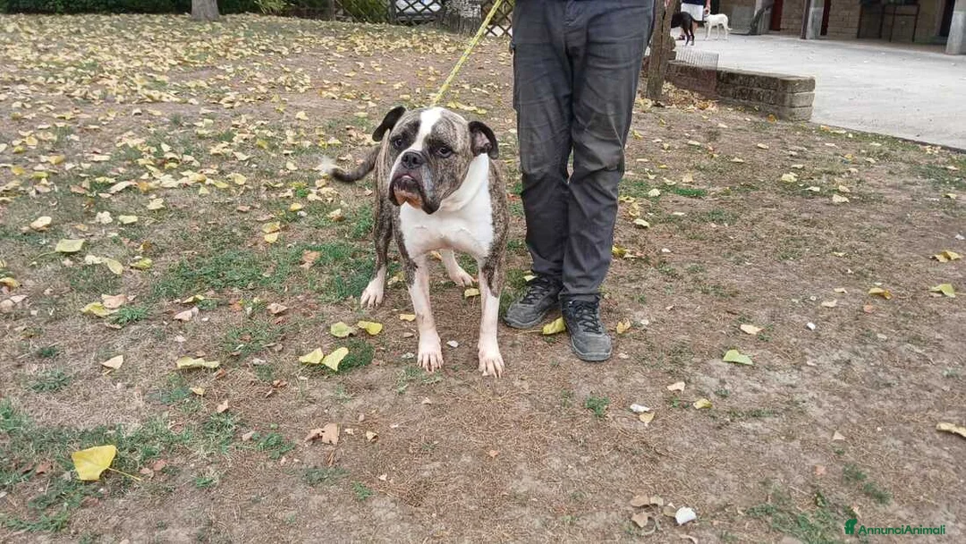 American Bully cani in regalo: ETTORE AMERICAN BOULEDOGUE CERCA CASA, IN ADOZIONE - Annuncio 2