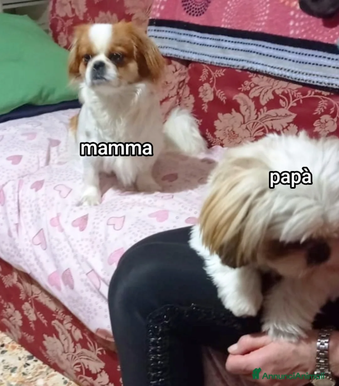 Meticcio cani in vendita: Bellissimi cuccioli cercano amore e casa   - Annuncio 11