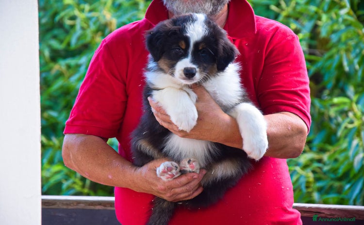 Australian Shepherd cani a Provincia di Pistoia - Annuncio 7