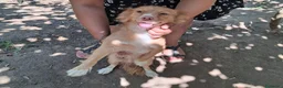 Meticcio cani in regalo: Mughetto, Ciclamino e Tiglio: maschietti 3 mesi - Annuncio 2