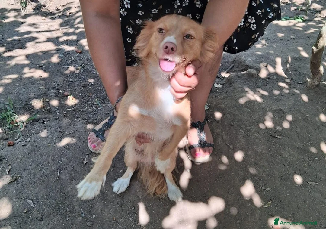 Meticcio cani in regalo: Mughetto, Ciclamino e Tiglio: maschietti 3 mesi - Annuncio 2