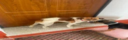 Meticcio cani in regalo: 2fratelli 1anno kg5 SOS CASA GIARDINO,SARDEGNA URG - Annuncio 5