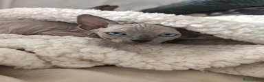 Sphynx Gattino 2
