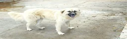 Meticcio cani in regalo: Burka 1 anno, buonissima - Annuncio 14