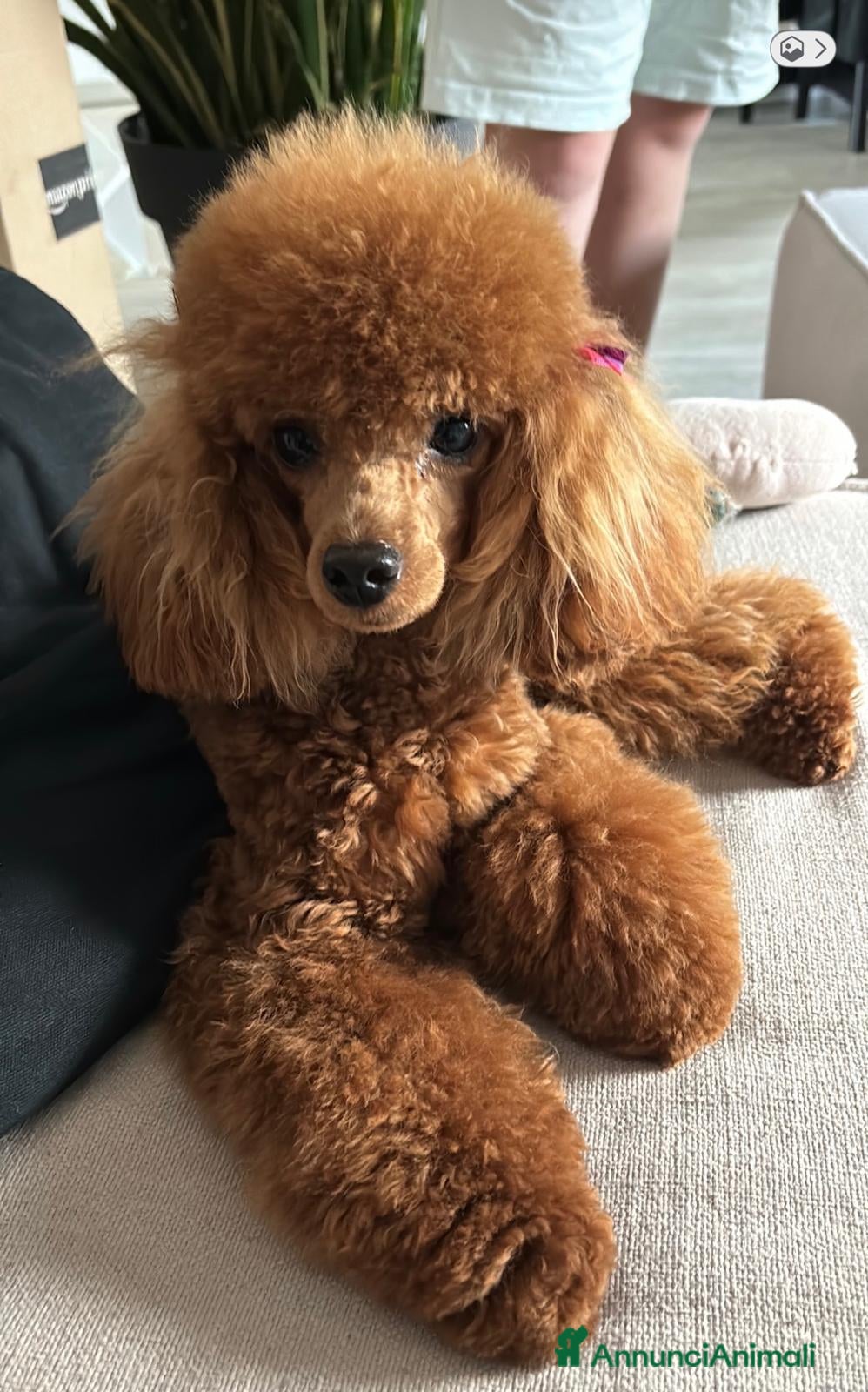 Barboncino Toy cani Splendida cucciolata barboncini red - Annuncio 28
