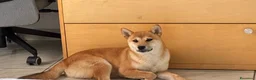 Shiba Inu cani in regalo: CUCCIOLO SHIBA INU 12 MESI a Città Metropolitana di Bari - Annuncio 3
