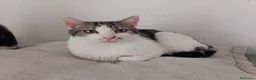 Europeo gatti in regalo: Miele, adorabile gatto da adottare! - Annuncio 3