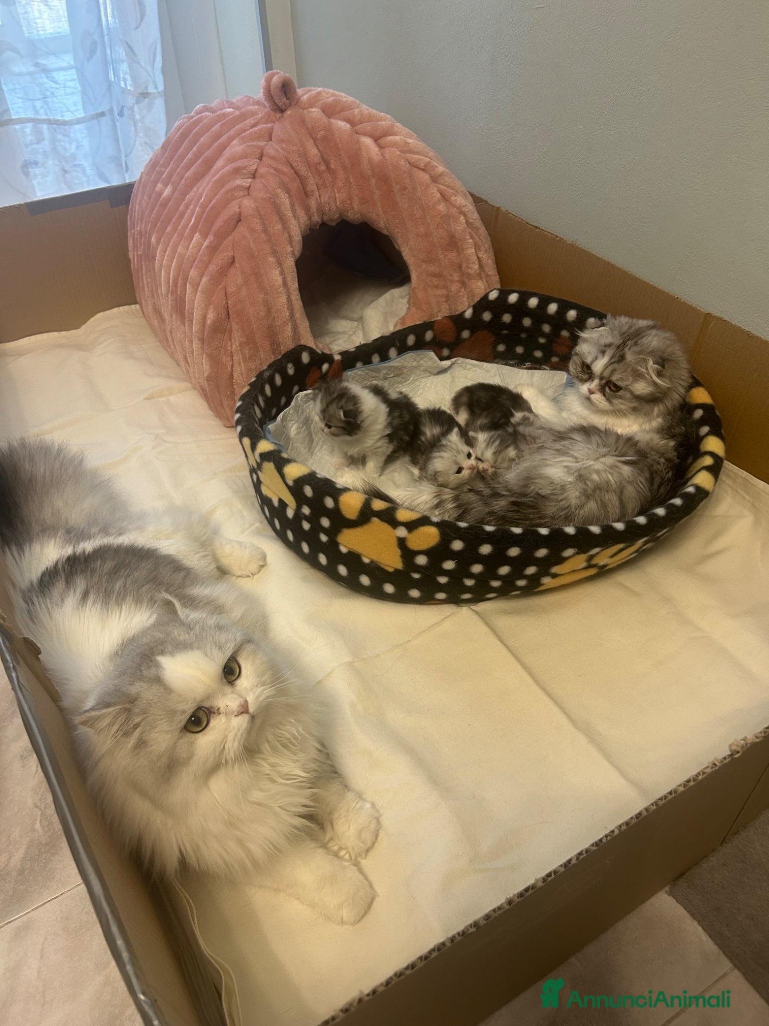 Scottish gatti Piccoli scottish fold e straight - Annuncio 1