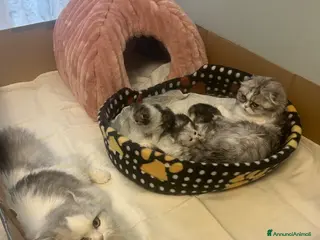 Scottish gatti Piccoli scottish fold e straight - Annuncio 6