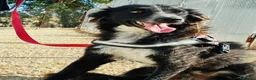 Border Collie cani in regalo: Conny, meraviglioso incrocio Border Collie - Annuncio 4