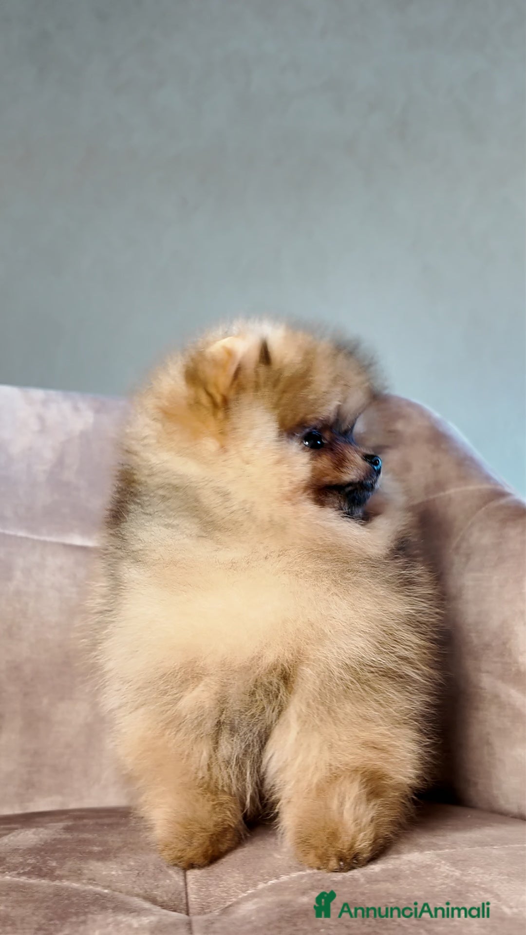 Volpino Pomerania cani Pomerania Maschio Arancio - Annuncio 2