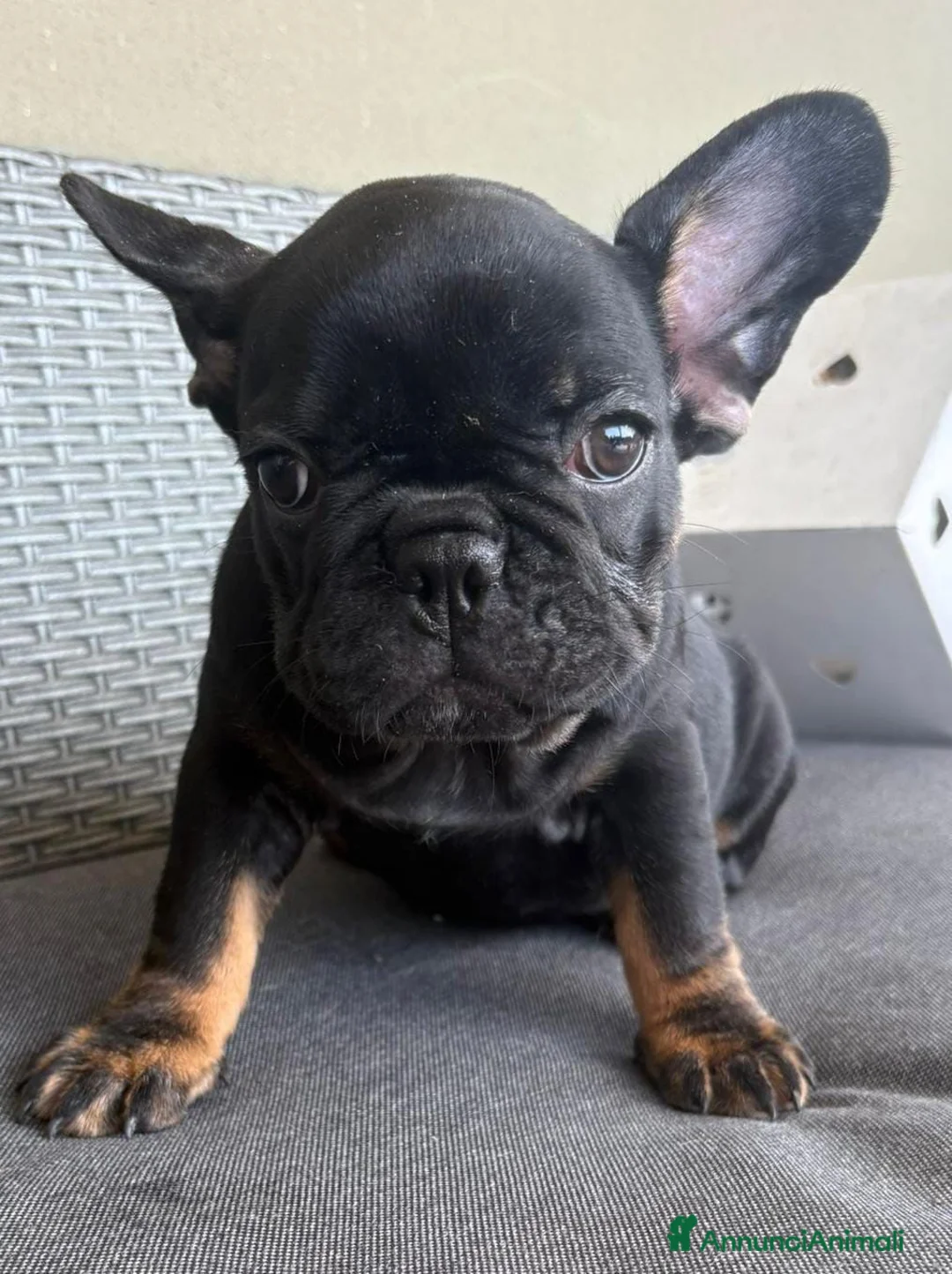 Bulldog Francese cani in vendita: Bulldog francese  - Annuncio 1