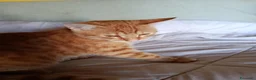Altre razze gatti in regalo: 🤍Galileo e Nemo🧡 (IN REGALO,NON IN VENDITA) - Annuncio 2