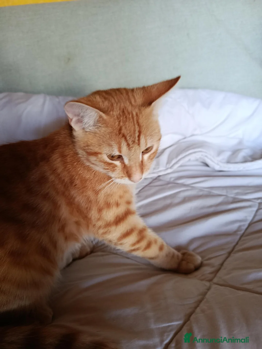 Altre razze gatti in regalo: 🤍Galileo e Nemo🧡 (IN REGALO,NON IN VENDITA) - Annuncio 2