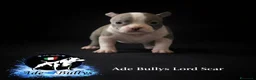 American Bully cani in vendita: cuccioli disponibili a Provincia di Bergamo - Annuncio 6