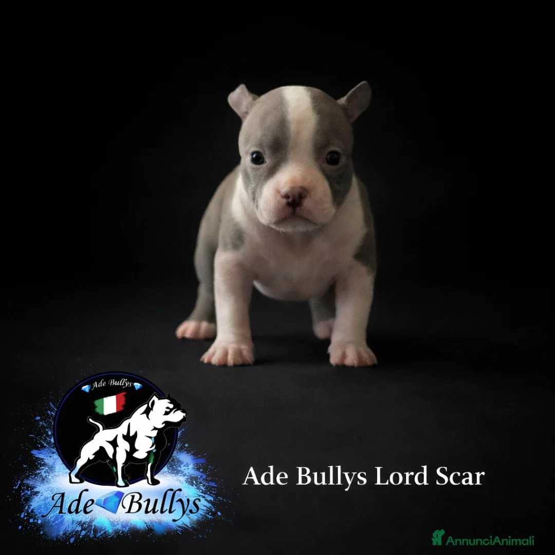 American Bully cani in vendita: cuccioli disponibili a Provincia di Bergamo - Annuncio 6