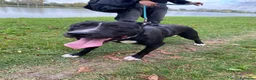 Pitbull cani in regalo: Pitbull femmina 5/6anni SUPER BUONA in box h24. MN - Annuncio 5