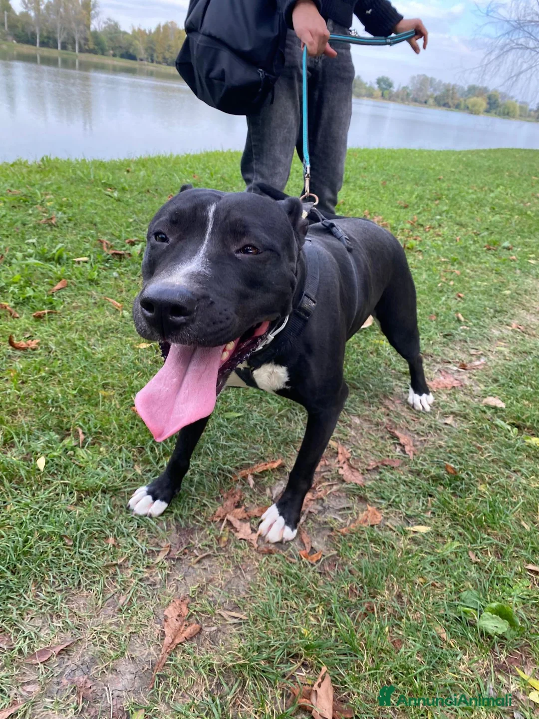 Pitbull cani in regalo: Pitbull femmina 5/6anni SUPER BUONA in box h24. MN - Annuncio 5