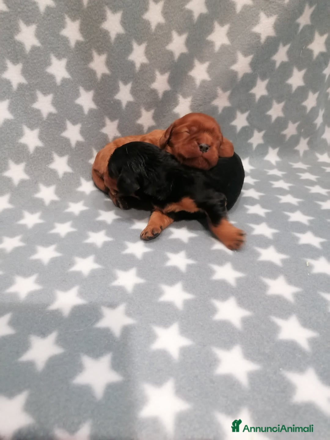 Cavalier King cani in vendita: Cavalier King Charles Spaniel cuccioli - Annuncio 7