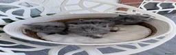 Siberiano gatti in vendita: Gattini siberiani - Annuncio 6
