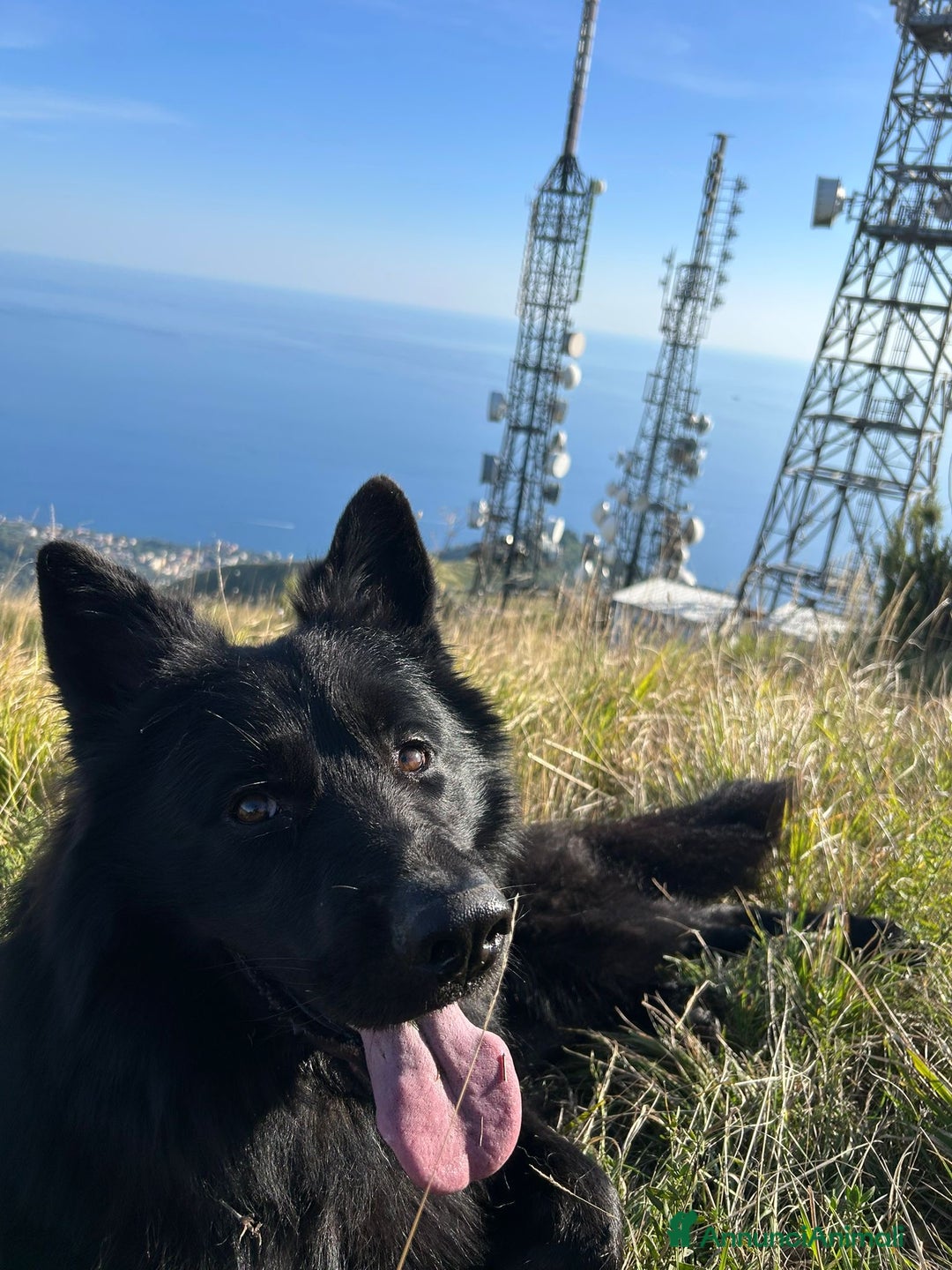 Pastore Tedesco cani in regalo: Rio pastore tedesco nero  - Annuncio 4