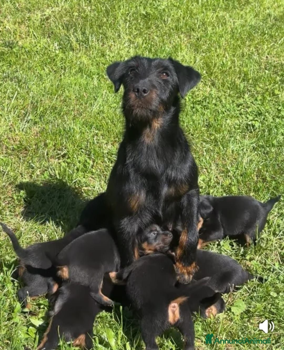 Jagdterrier cani Cuccioli di jagd terrier - Annuncio 25