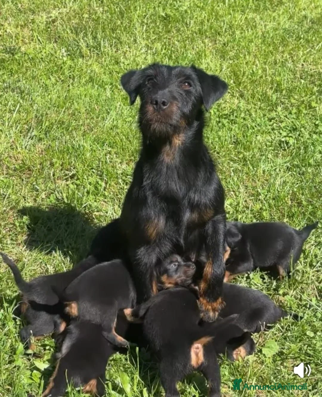 Jagdterrier cani in vendita: Cuccioli di jagd terrier - Annuncio 1
