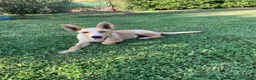 Meticcio cani in regalo: Donato 10mesi kg10 aspetta da cucciolo.SALERNO - Annuncio 4