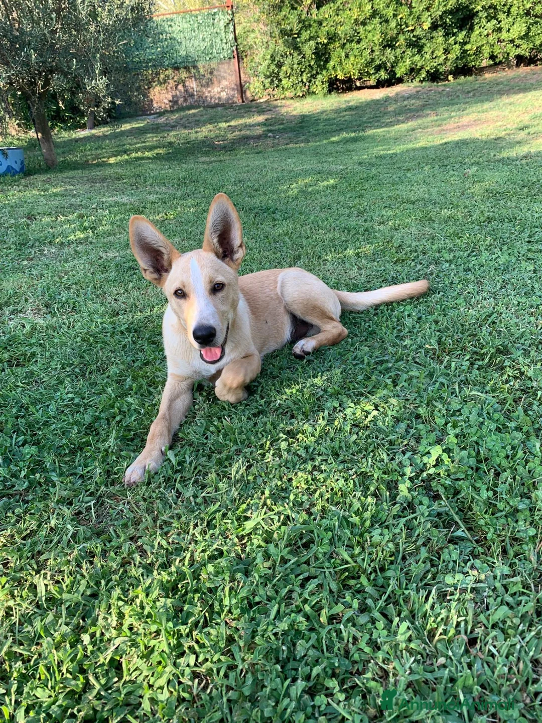 Meticcio cani in regalo: Donato 10mesi kg10 aspetta da cucciolo.SALERNO - Annuncio 4