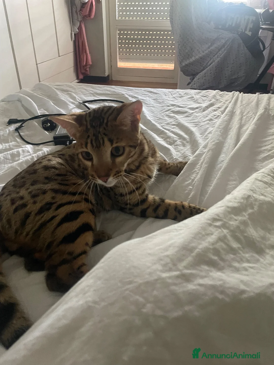 Bengala gatti in vendita: Gatto bengala a Provincia di Varese - Annuncio 2