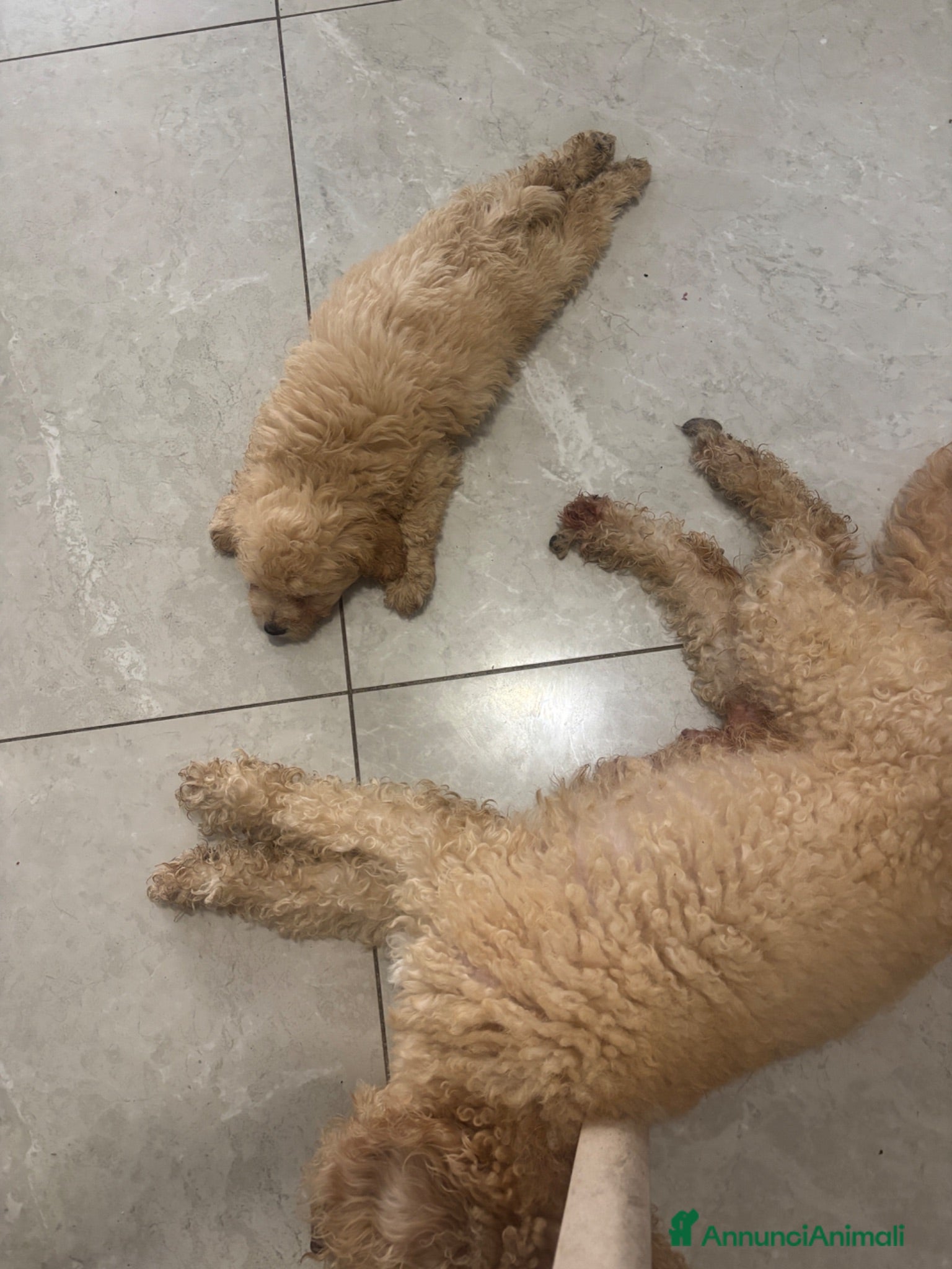 Barboncino cani Barboncini  - Annuncio 1