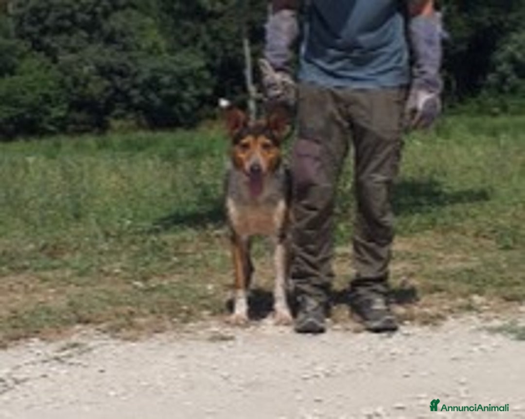 Meticcio cani in regalo: Ringhio è ancora chiuso in gabbia...  a Roma - Annuncio 2