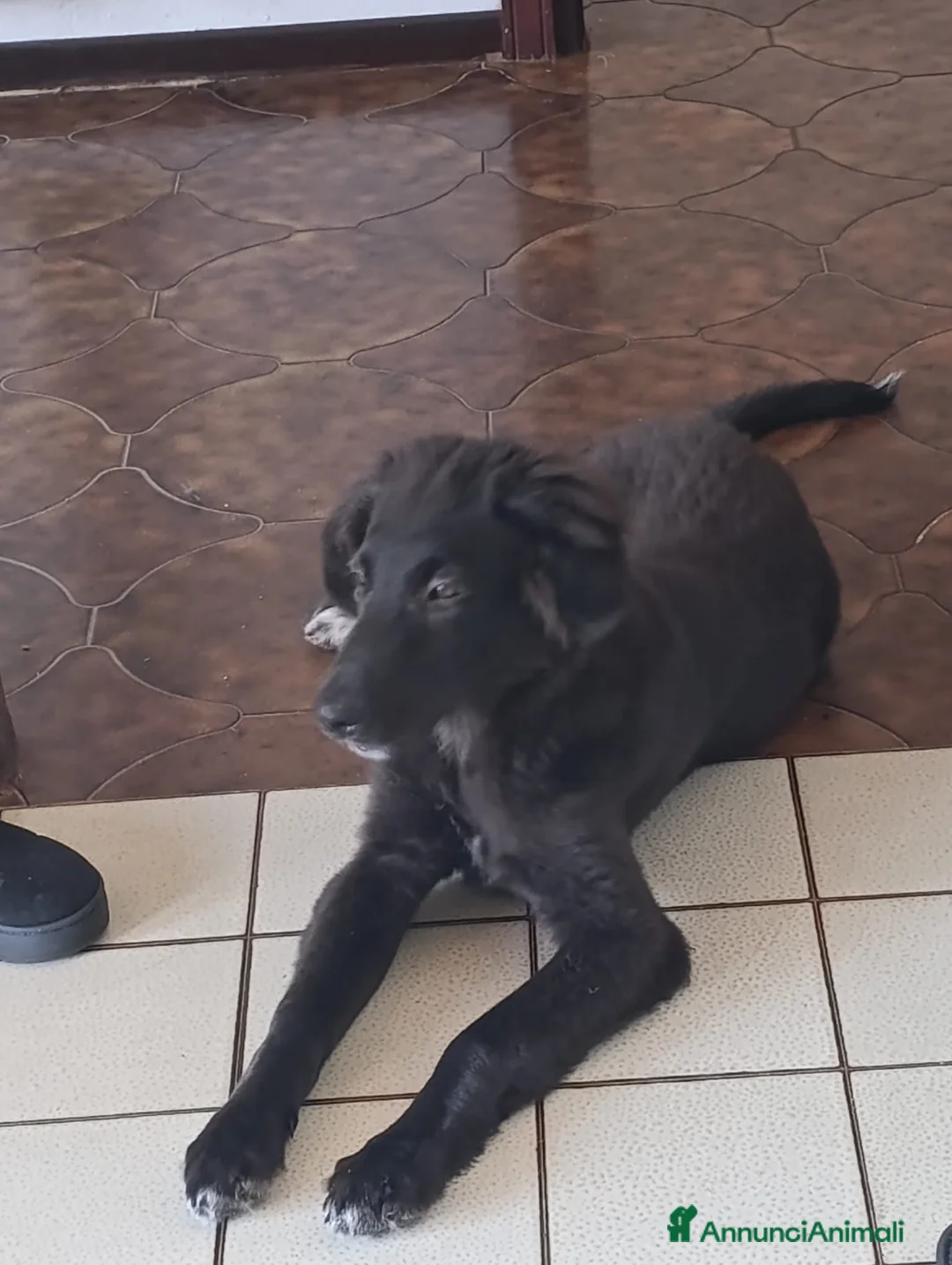 Meticcio cani in regalo: Ifrit cerca urgentemente casa - Annuncio 2