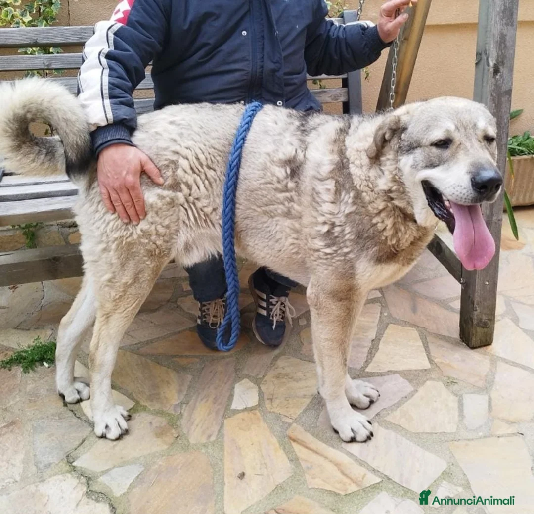 Meticcio cani in regalo: CUCCIOLONE BIAGIO  a Provincia di Varese - Annuncio 3