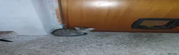 Meticcio gatti in regalo: Regalo gattini  - Annuncio 4