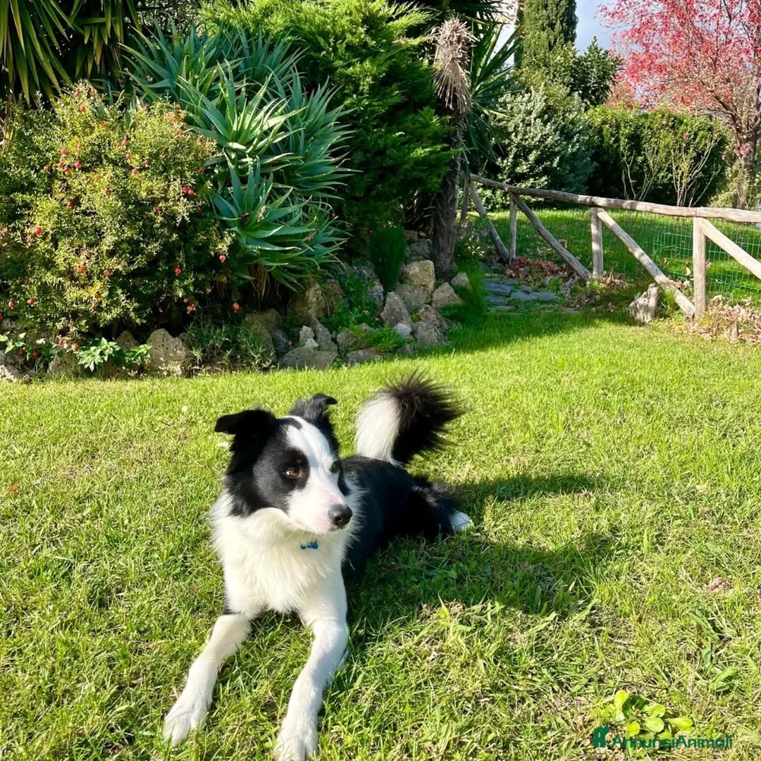 Border Collie cani in regalo: YAGO border collie 4 anni cerca casa. in adozione - Annuncio 2