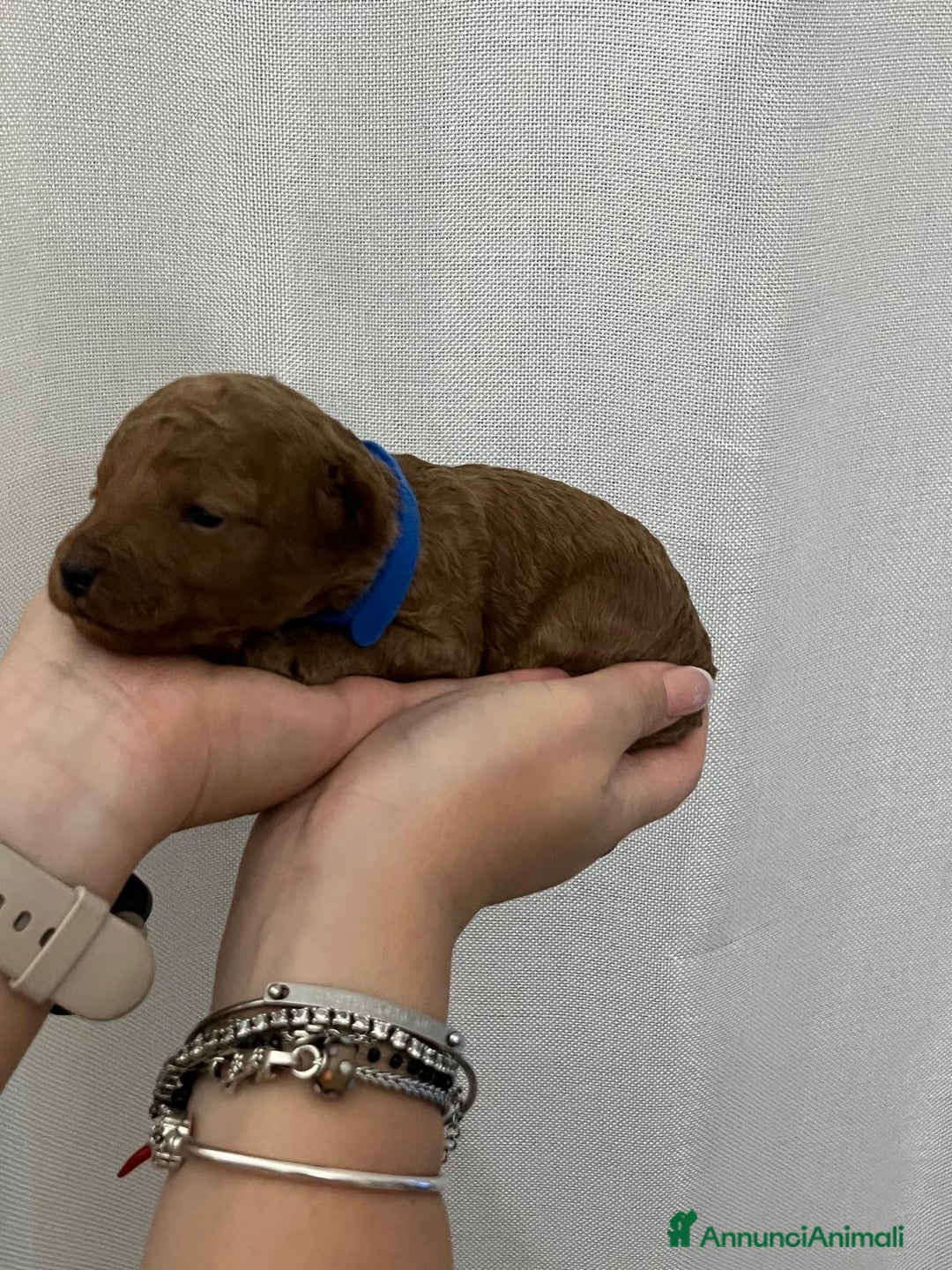 Barboncino Toy cani in vendita: Barbone toy - Annuncio 10