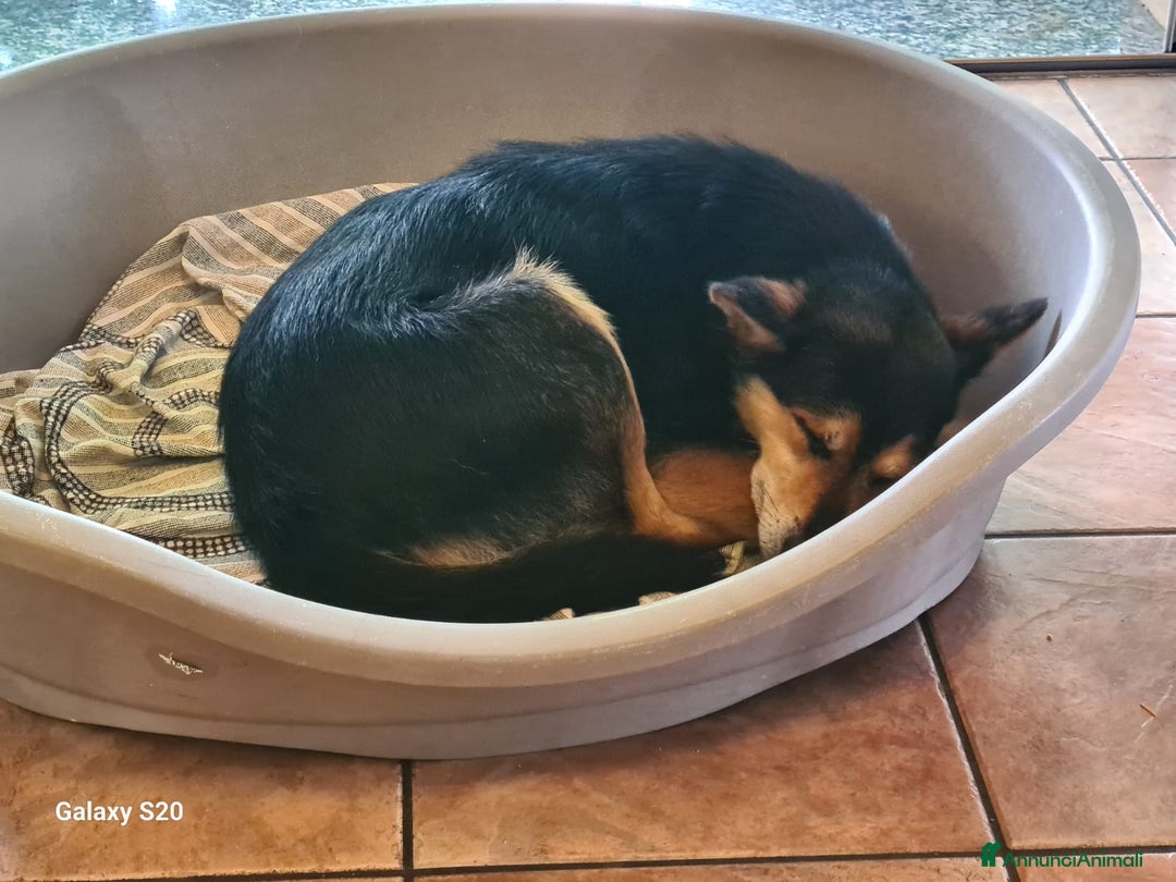 Meticcio cani in regalo: ACHILLE, 6 ANNI, TG PICCOLA, 9.5 KG. a Provincia di Bergamo - Immagine 5